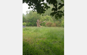 L'arbre mort nous indique le chemin de son grand bras décharné